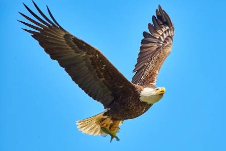 The Bald Eagle: An Emblem of North American Skies