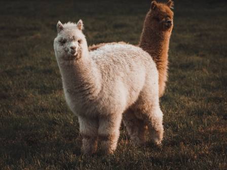 The Most Delightful Facts About Alpacas