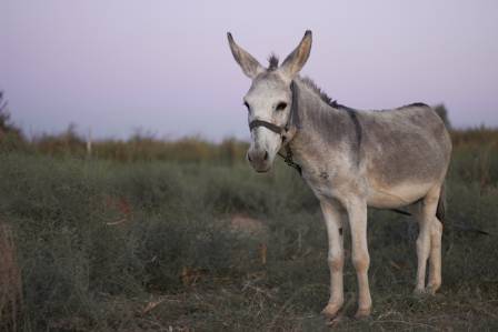 Remarkable and Little-Known Facts About Donkeys
