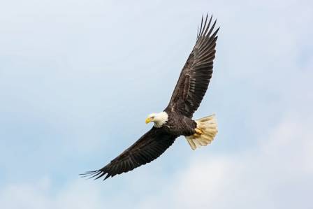 Ten Essential Facts About the Bald Eagle