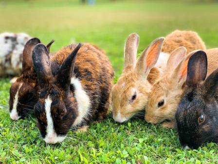 10 Fun and Fascinating Rabbit Facts