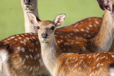 The Japanese Sika Deer: Ecology, Culture, and Conservation