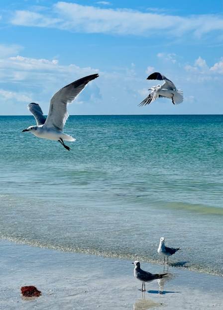 Wings over waves