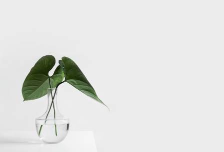 15 Low-Maintenance Indoor Plants Perfect for Beginners