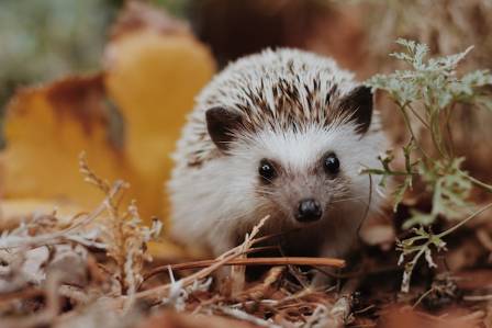 9 Must-Know Facts About Hedgehogs